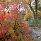 Herbst in Karl Maria Rilke Promenade