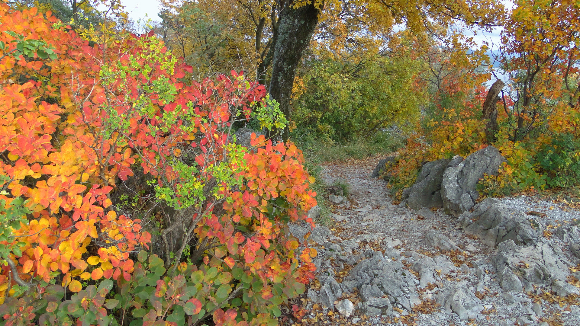 Herbst in Karl Maria Rilke Promenade 2