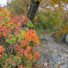 Herbst in Karl Maria Rilke Promenade 2