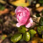 Herbst in Karlsruhe 3