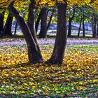 HERBST IN KASTANIES