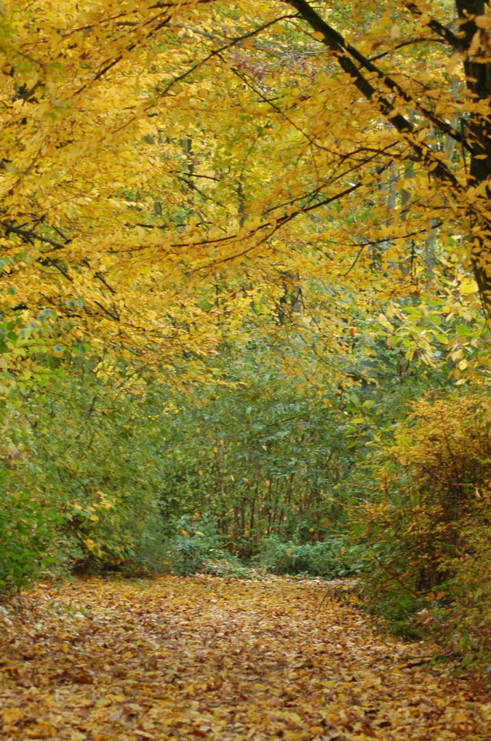 Herbst in Kettwig