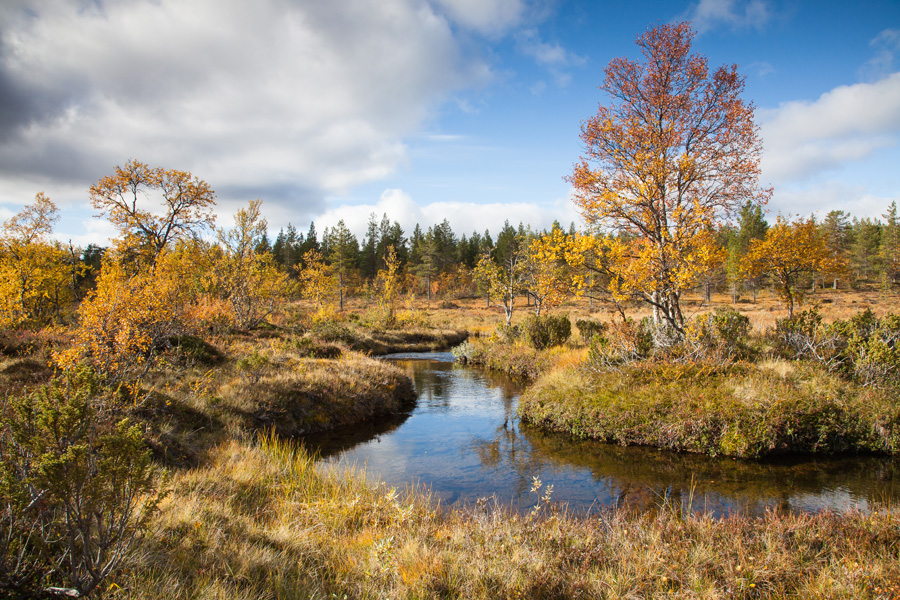 Herbst in Kiilopää