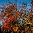 Herbst in Kloster Zinna