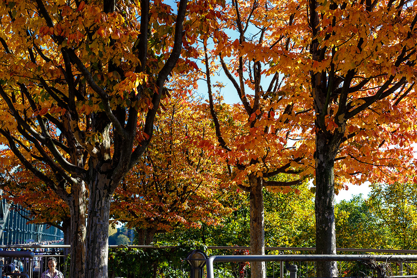 Herbst in Köln