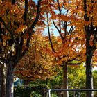 Herbst in Köln