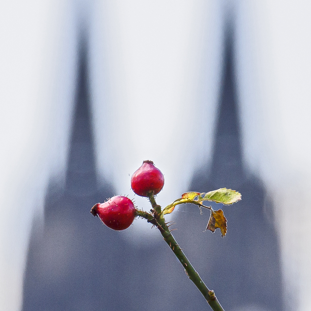 Herbst in Köln...