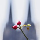 Herbst in Köln...