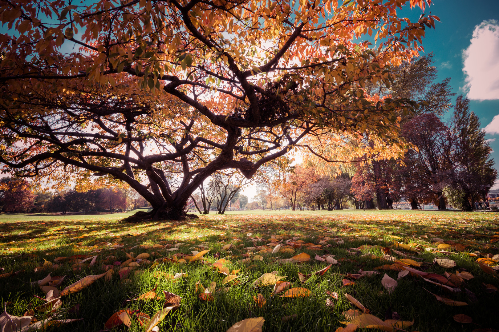 Herbst in Köln