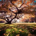 Herbst in Köln