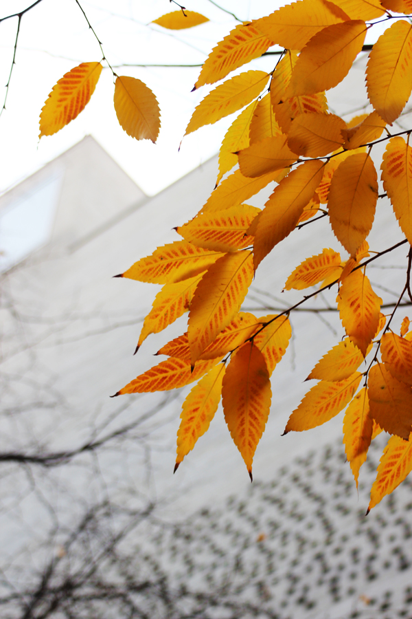 Herbst in Köln