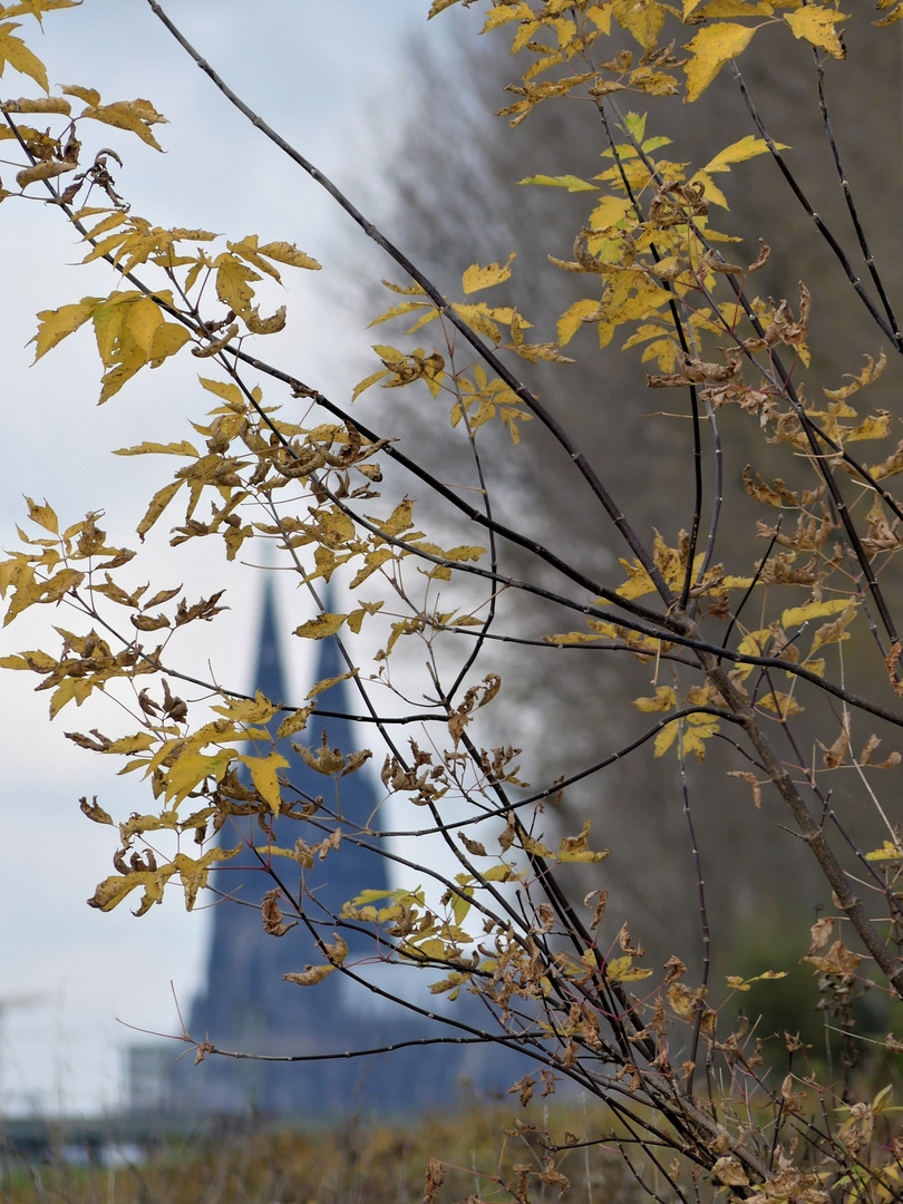 Herbst in Köln