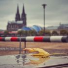 Herbst in Köln