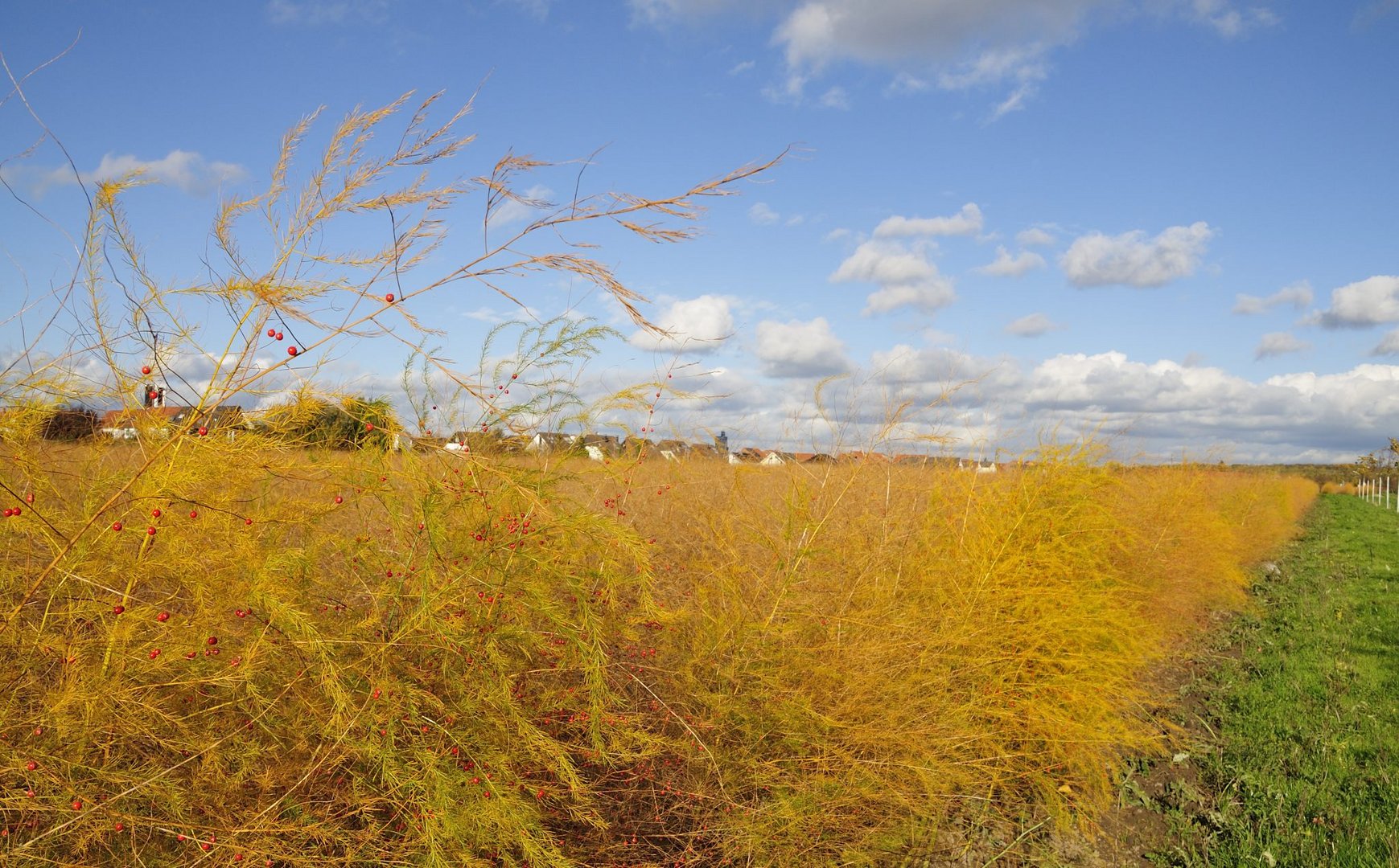 Herbst in Köln