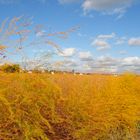 Herbst in Köln