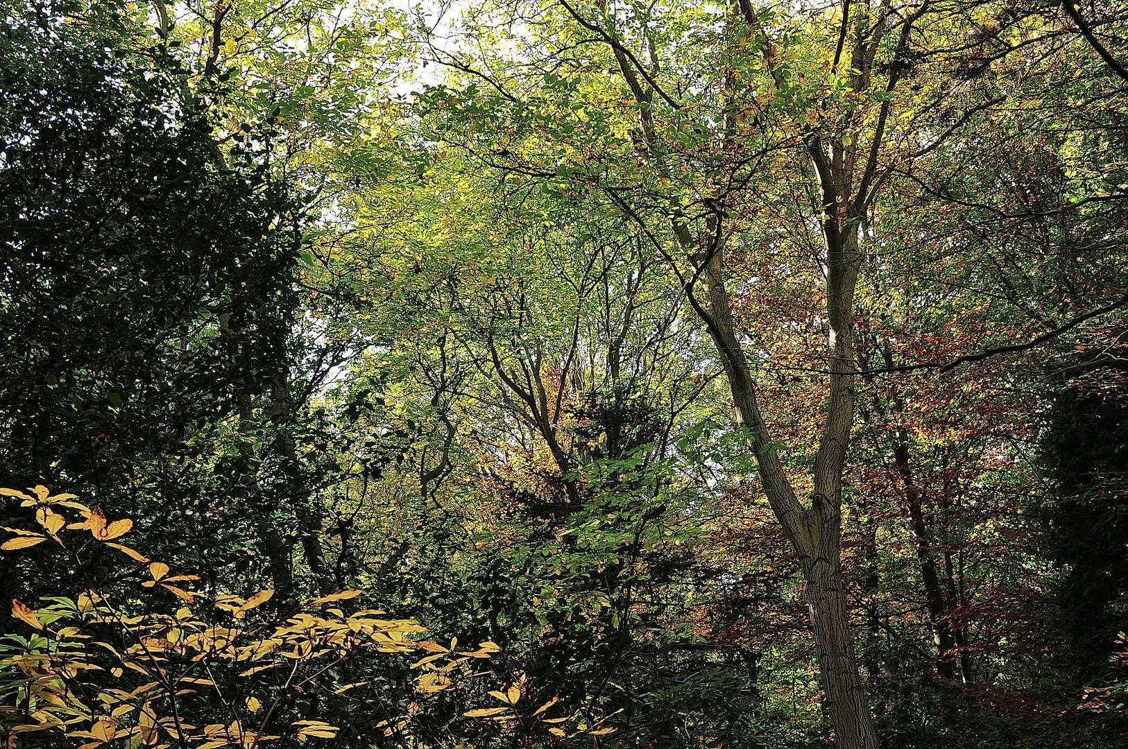 Herbst in Köln