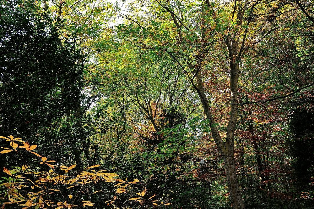 Herbst in Köln