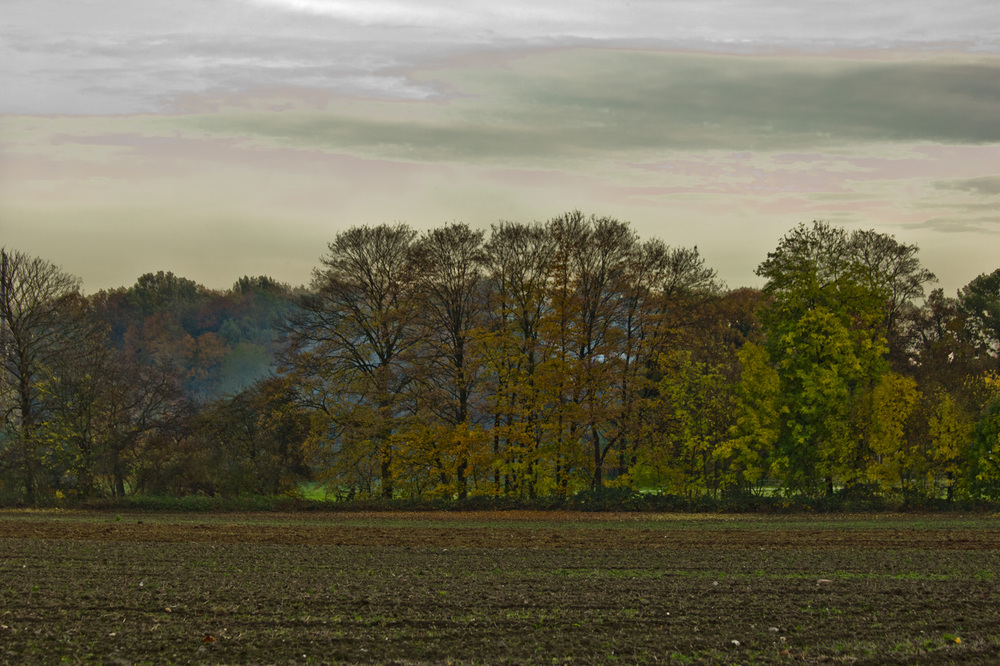 Herbst in Köln II