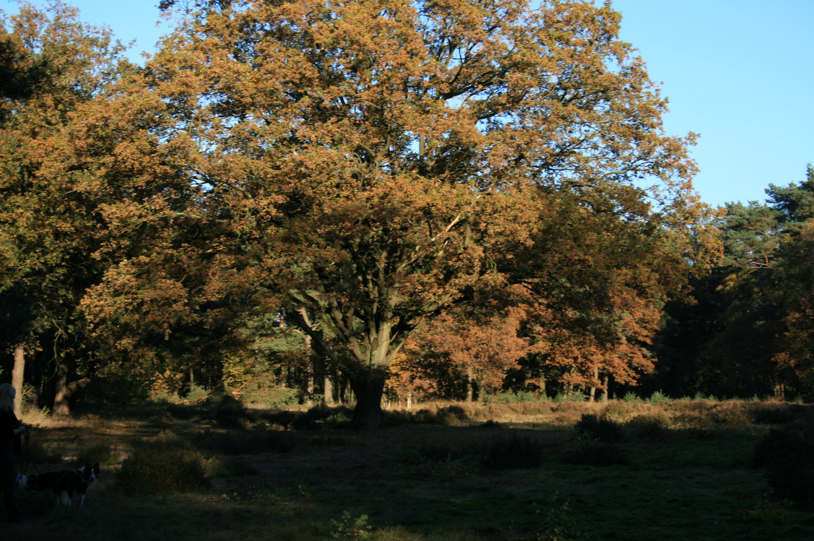 Herbst in Koersel