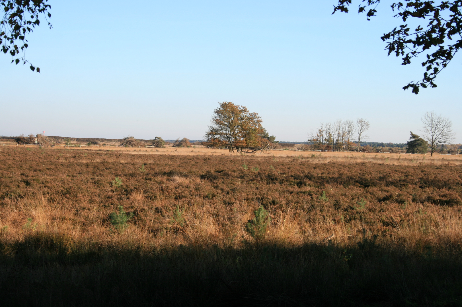 Herbst in Koersel Heide 1