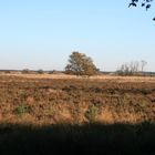 Herbst in Koersel Heide 1