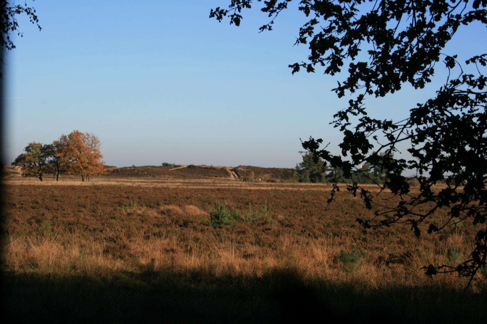 Herbst in Koersel Heide 2