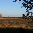 Herbst in Koersel Heide 2