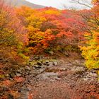Herbst in Korea