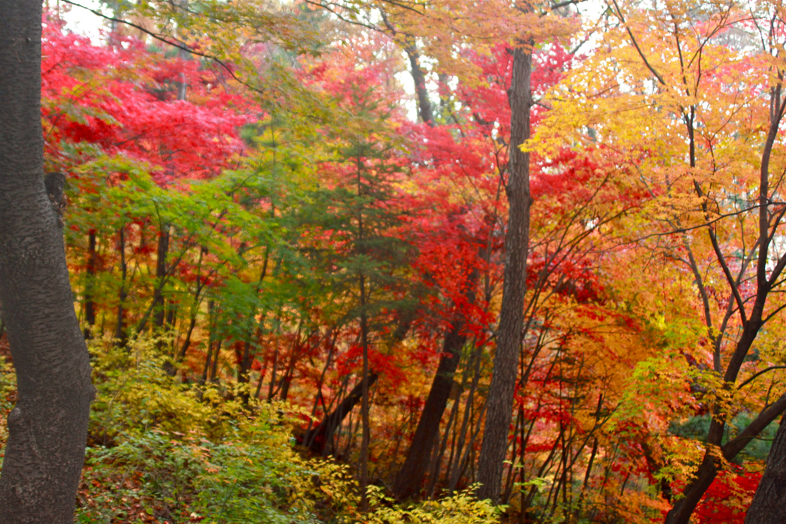 Herbst in Korea