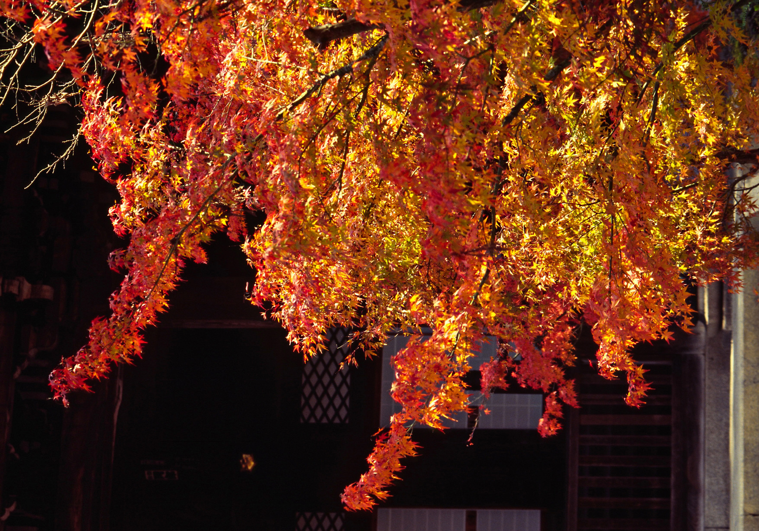 Herbst in  Kyoto 02
