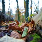 Herbst in Lage II