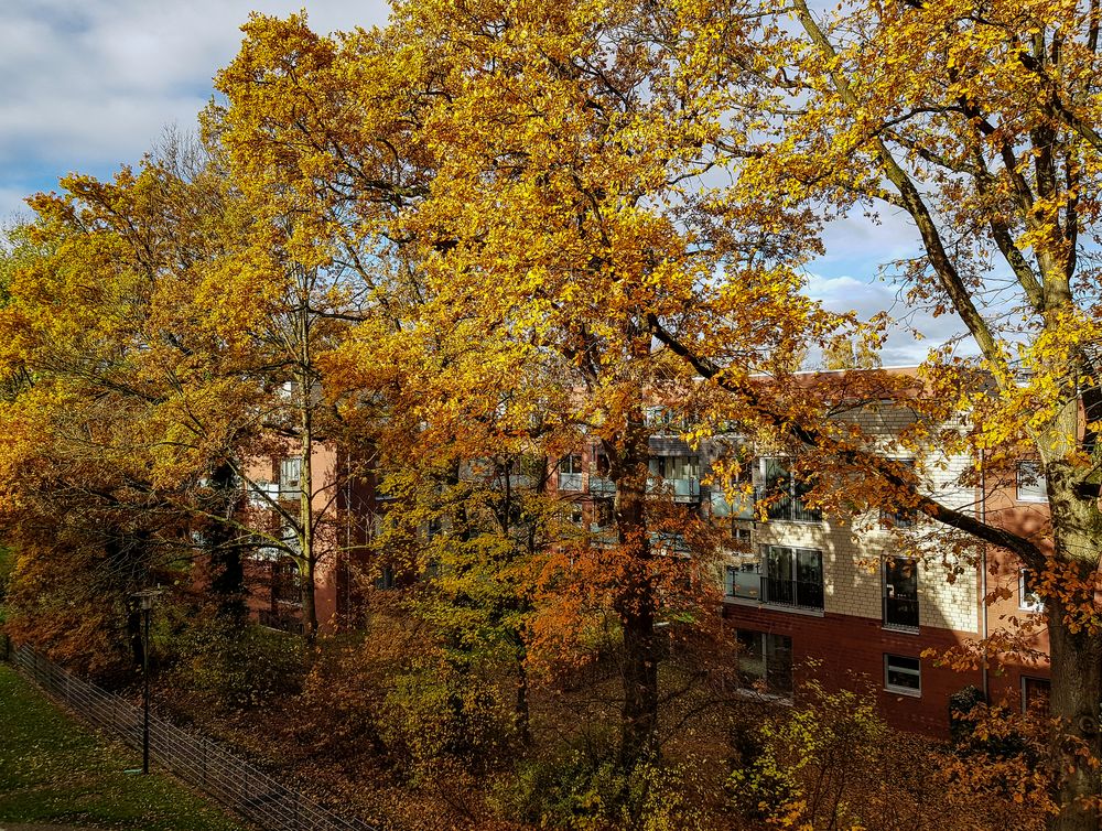 Herbst in Langenhorn