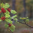 herbst in lapland