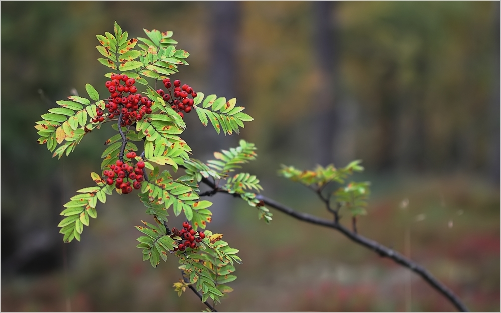 herbst in lapland