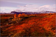 Herbst in Lappland