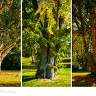 Herbst in Lauenburg