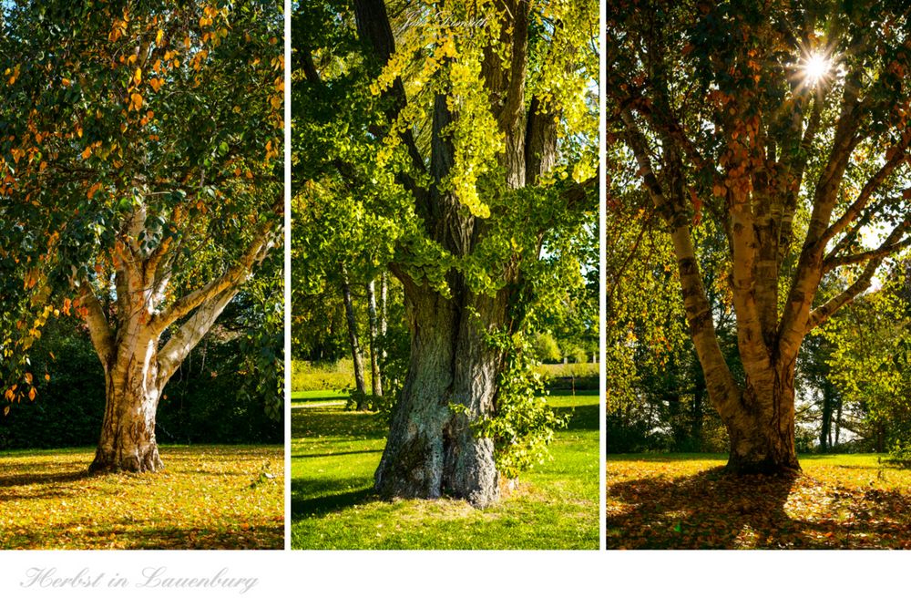 Herbst in Lauenburg