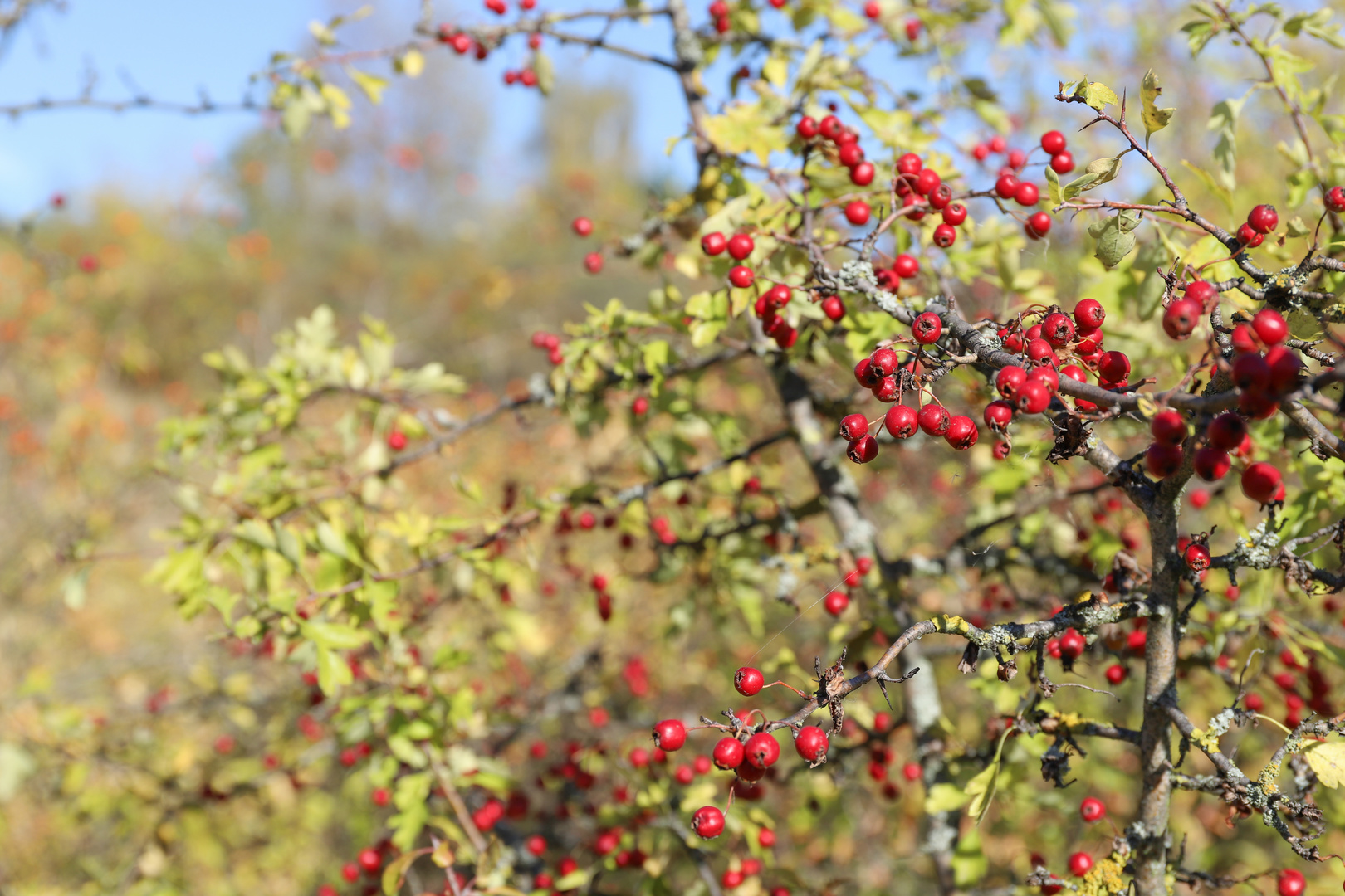 Herbst in Leipzig 