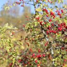 Herbst in Leipzig 