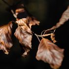 Herbst in Leutasch