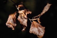 Herbst in Leutasch