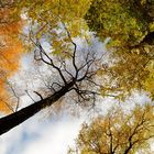 Herbst in Linz (Ö)