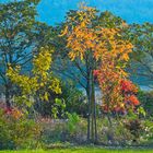 Herbst in Lippe