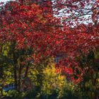 Herbst in Lüneburg