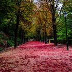 Herbst in Lyon