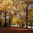 Herbst in Mannheim 1