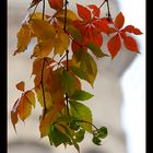 Herbst in Mannheim