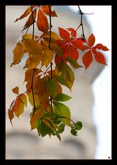 Herbst in Mannheim