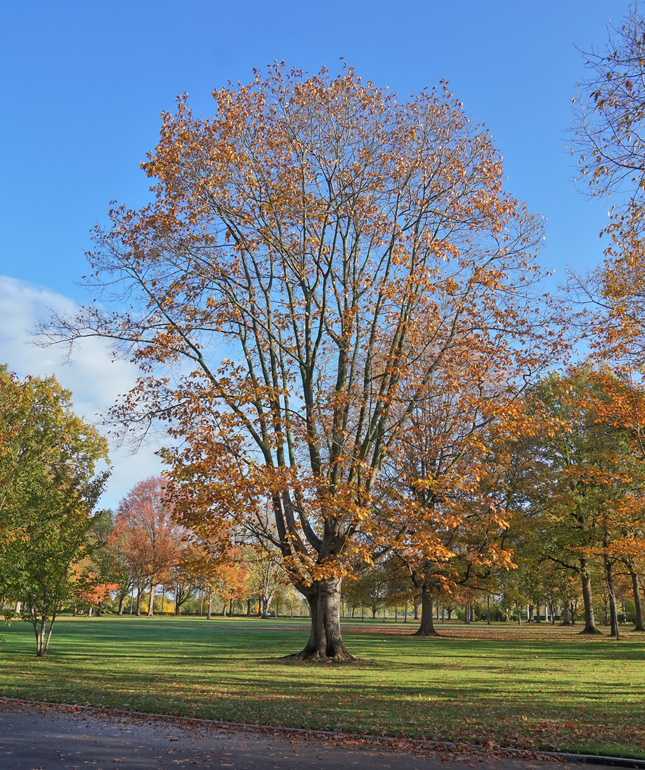 Herbst in Margraten