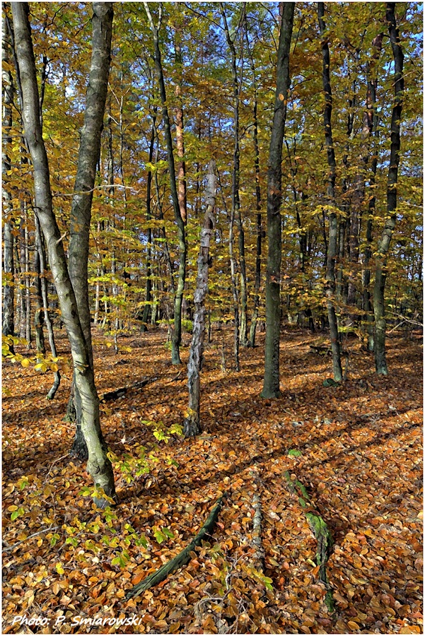 Herbst in Masuren